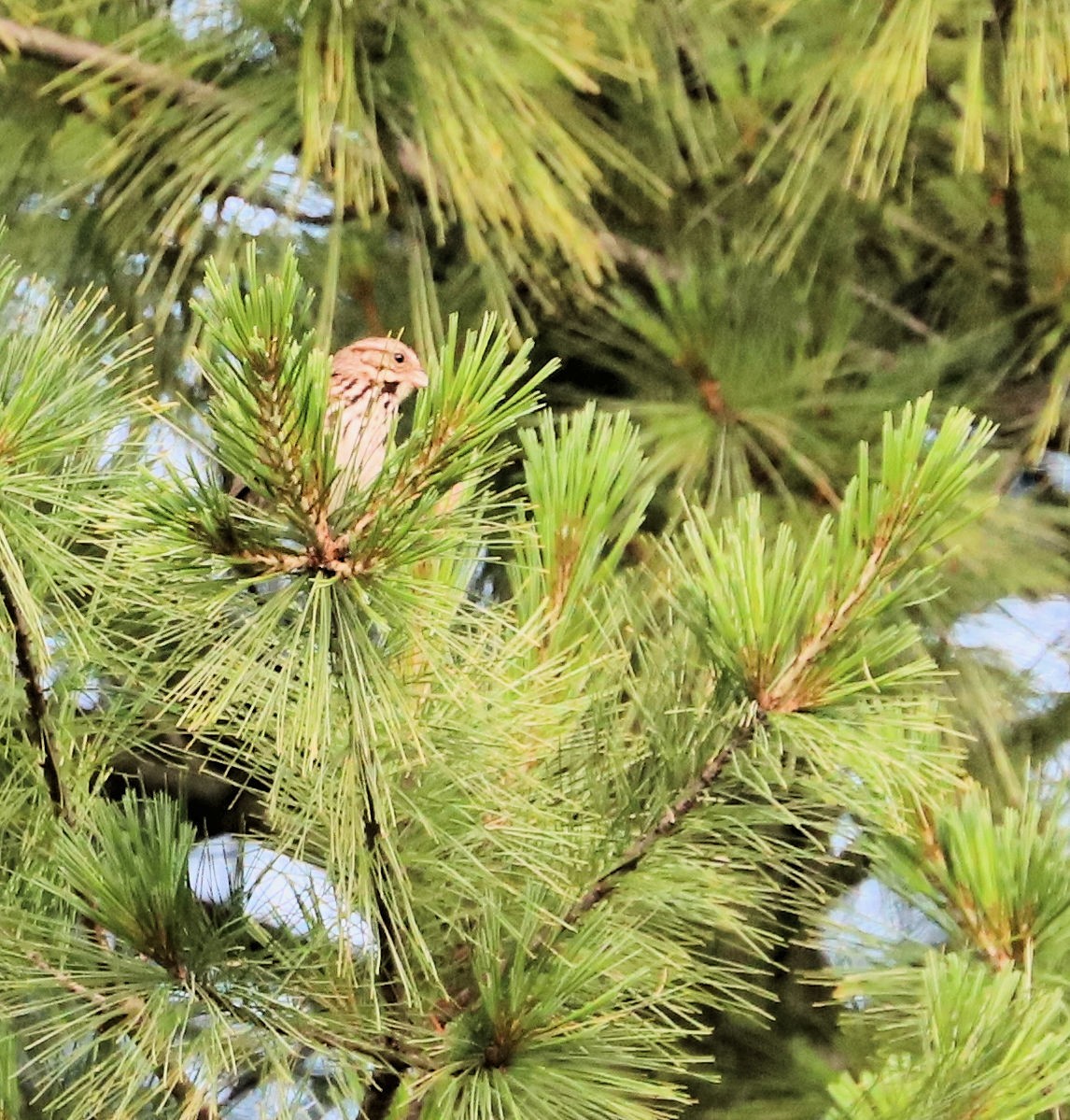 Song Sparrow - ML620305245