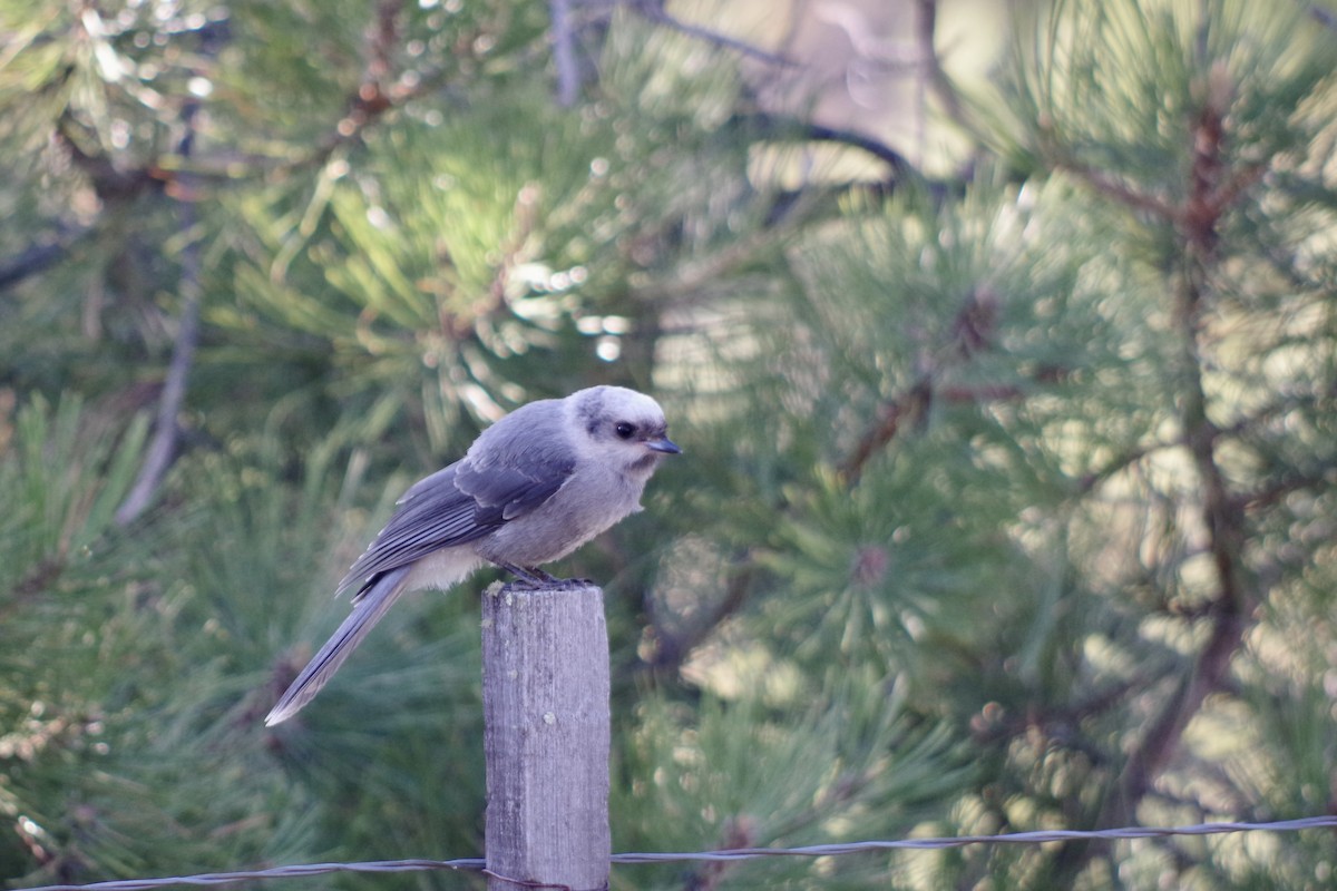 Arrendajo Canadiense (capitalis/bicolor) - ML620305247