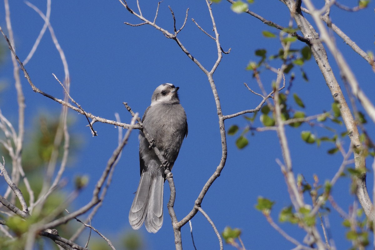 Arrendajo Canadiense (capitalis/bicolor) - ML620305248