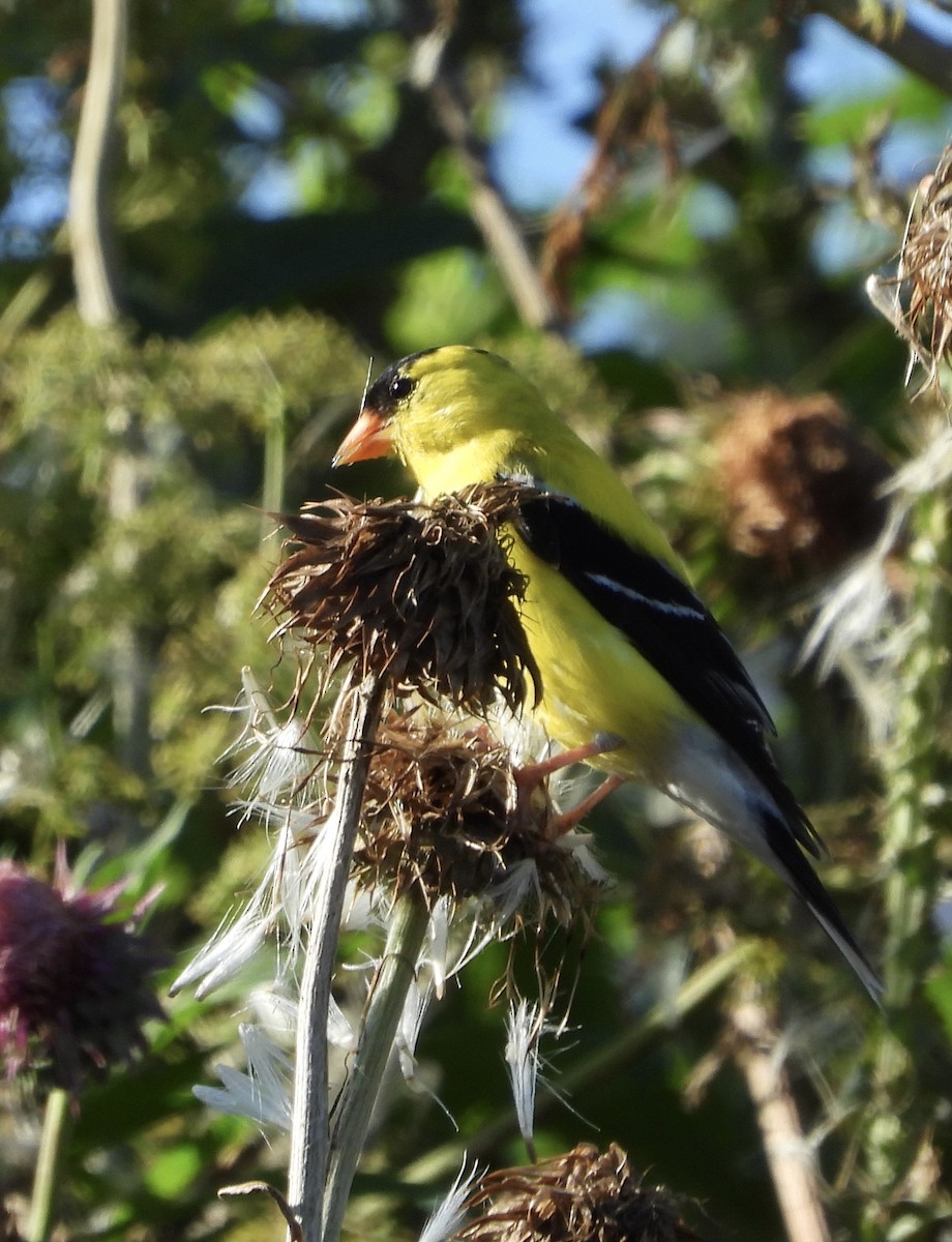 American Goldfinch - ML620305249