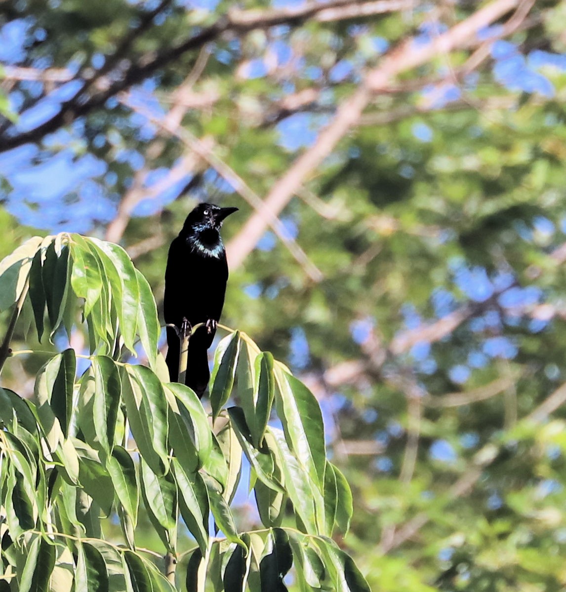 Common Grackle - ML620305258