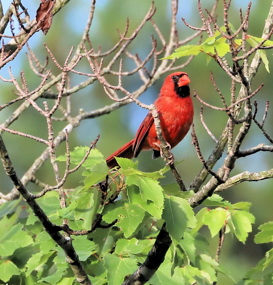 Northern Cardinal - ML620305267