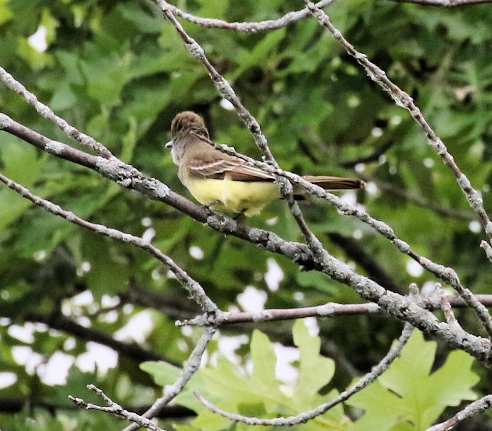 Great Crested Flycatcher - ML620305274