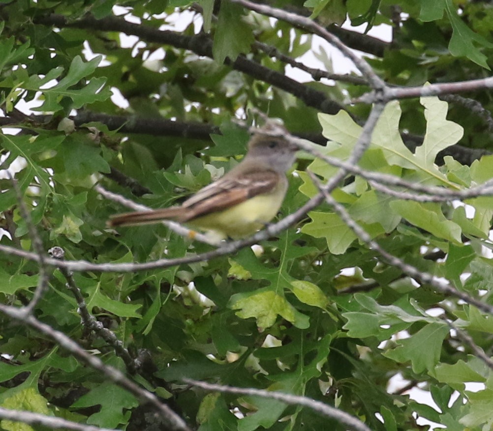 Great Crested Flycatcher - ML620305276