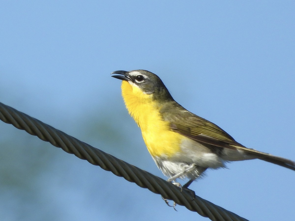 Yellow-breasted Chat - ML620305278