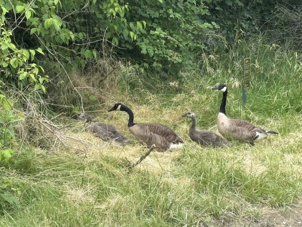 Canada Goose - ML620305293