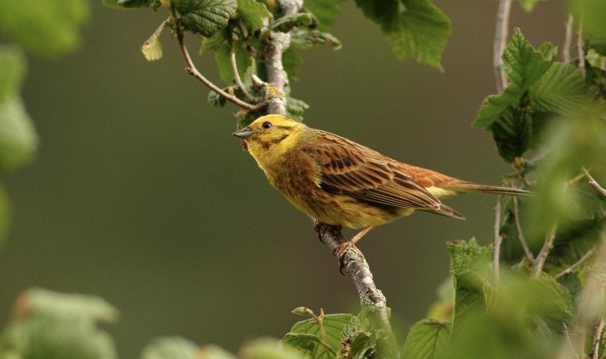 Yellowhammer - Anabel&Geoff Harries