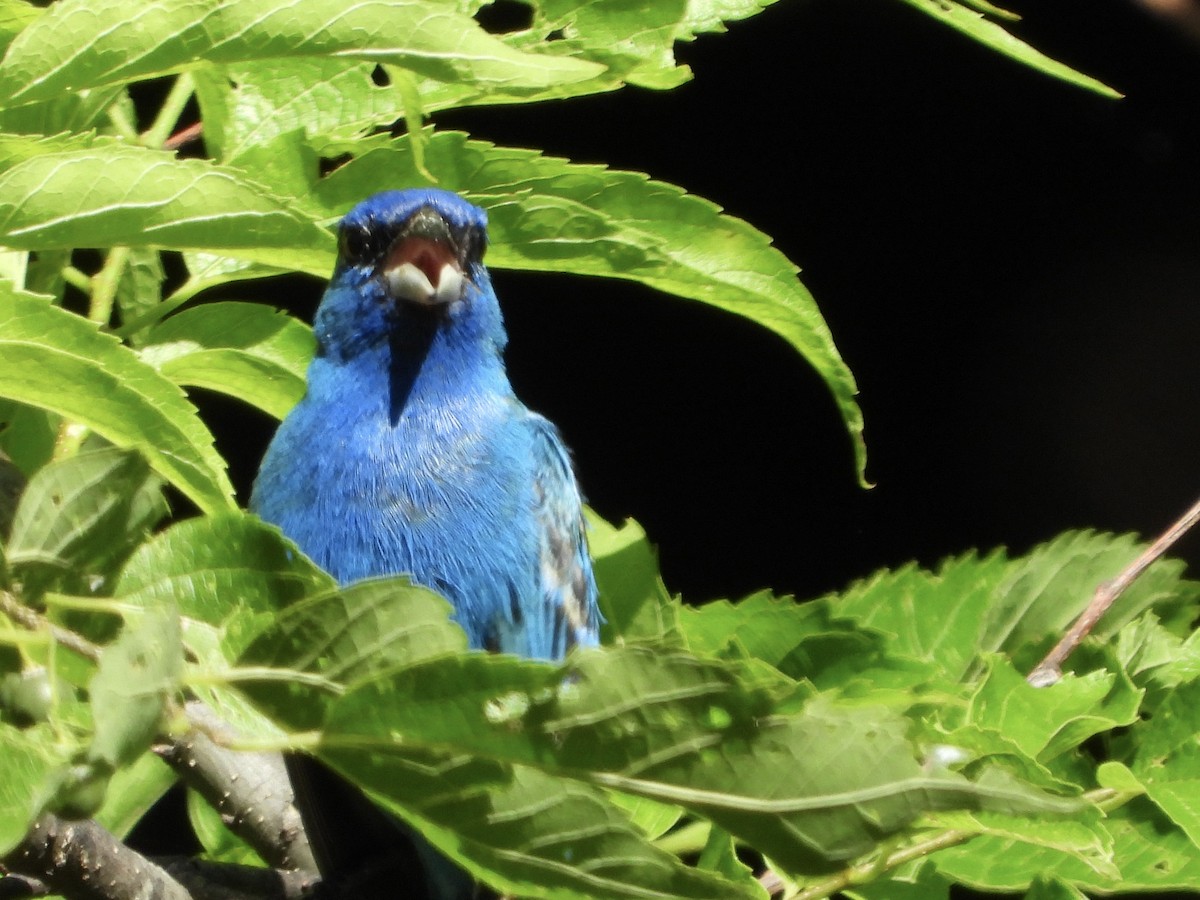 Indigo Bunting - ML620305299