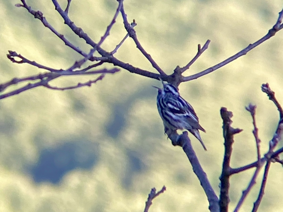 Black-and-white Warbler - ML620305300