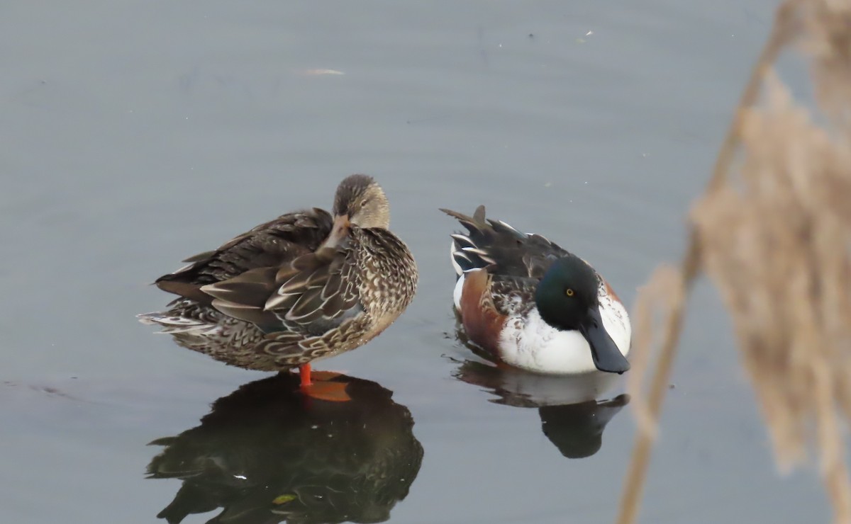 Northern Shoveler - ML620305309