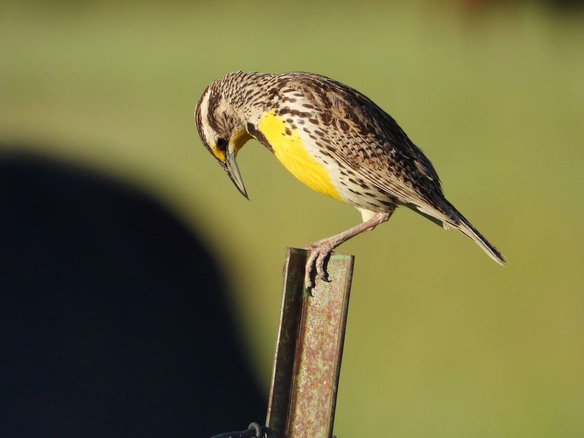 Western Meadowlark - ML620305313