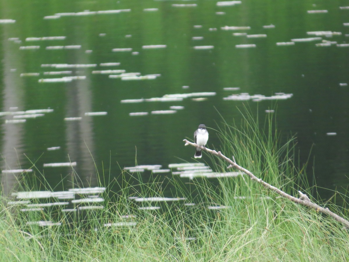 Eastern Kingbird - ML620305316