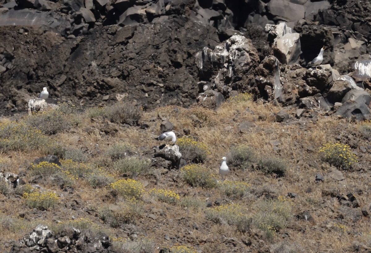 Gaviota Patiamarilla - ML620305320