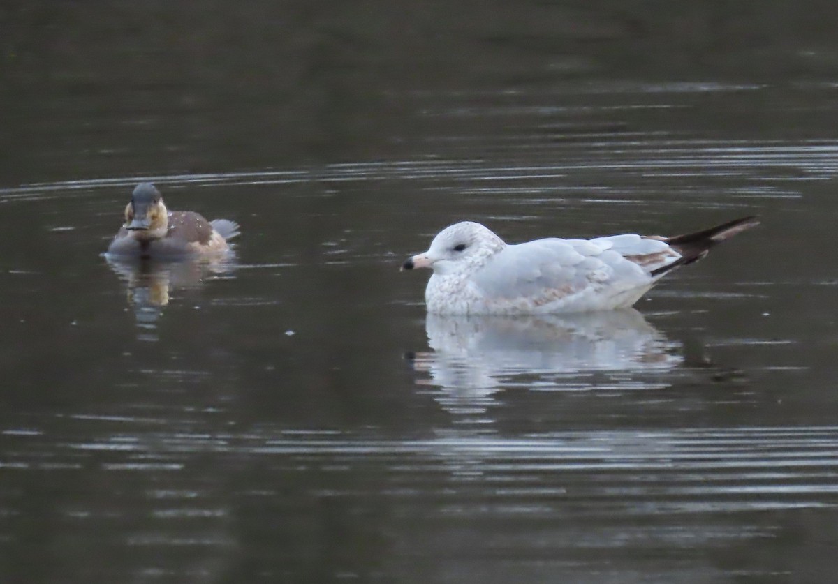 Ring-billed Gull - ML620305321