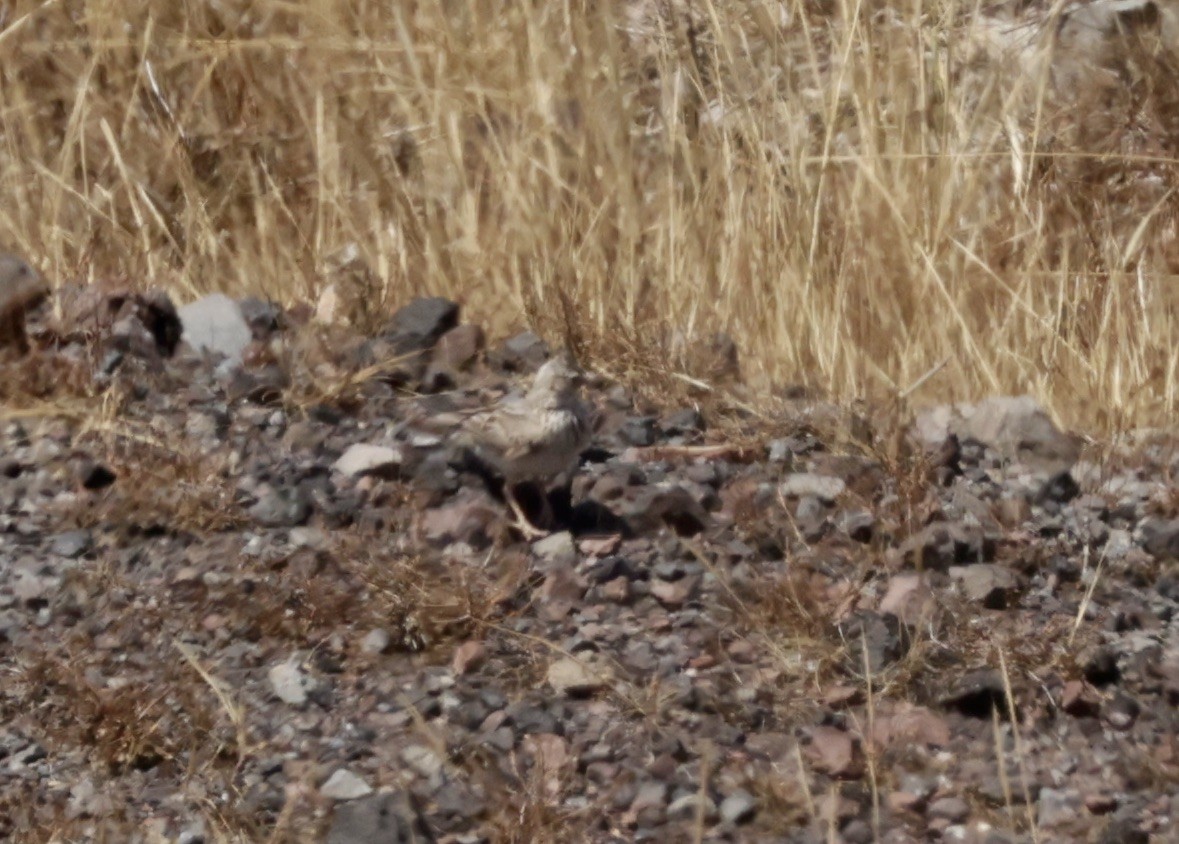 Crested Lark - ML620305325