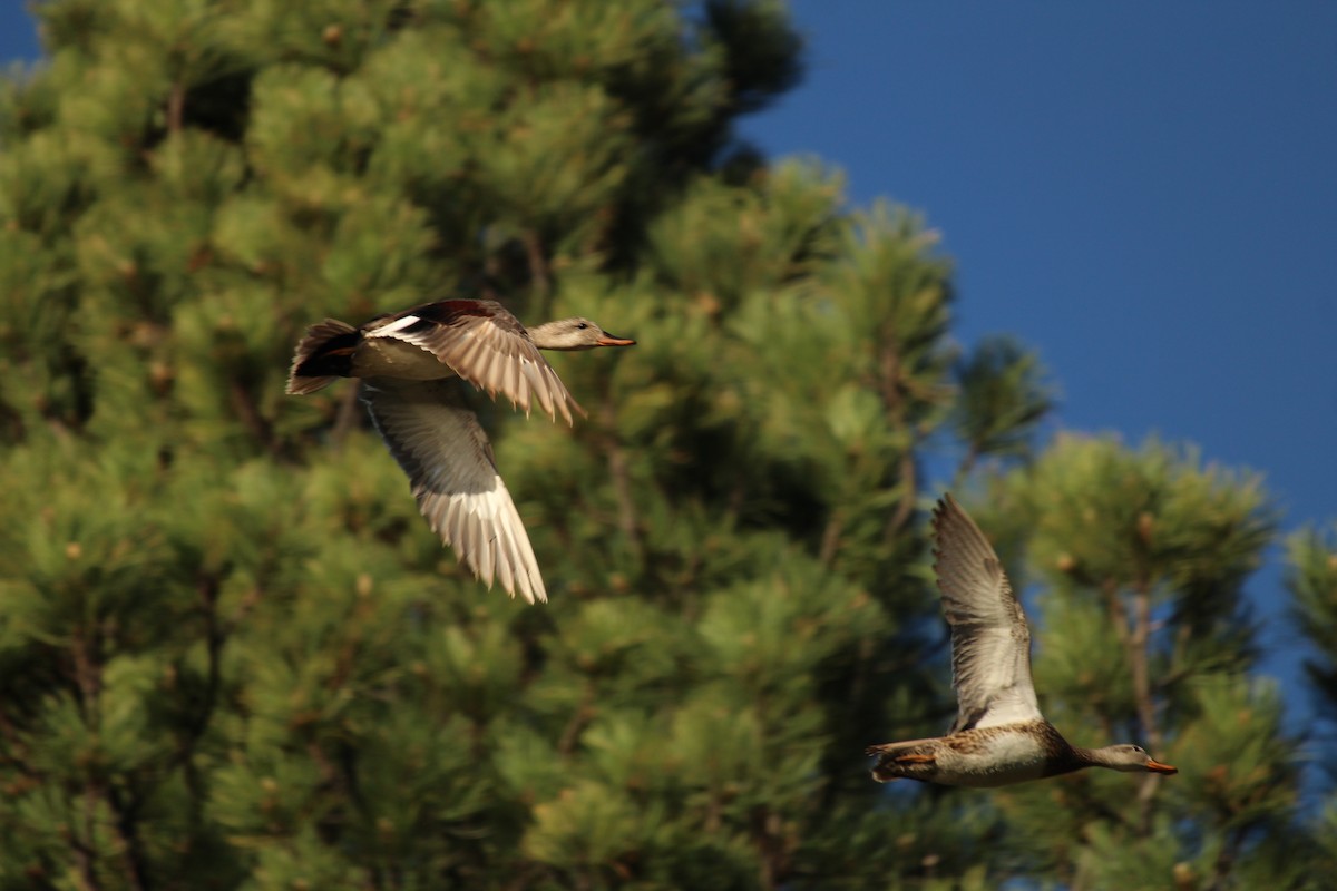 Gadwall - ML620305332