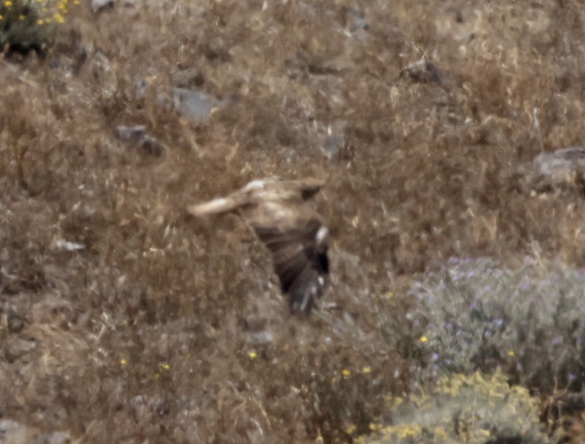 Long-legged Buzzard - ML620305334