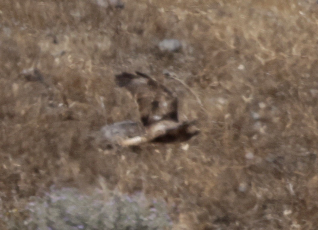 Long-legged Buzzard - ML620305335