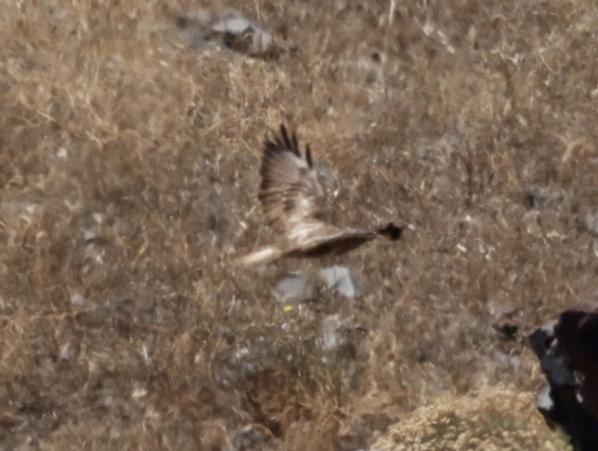 Long-legged Buzzard - ML620305336