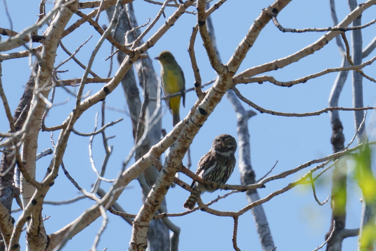 Northern Pygmy-Owl - Linda Chittum