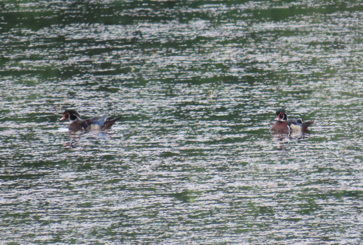 Wood Duck - ML620305341