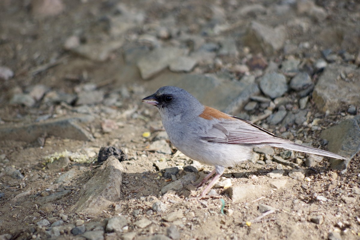 Junco Ojioscuro (dorsalis) - ML620305342