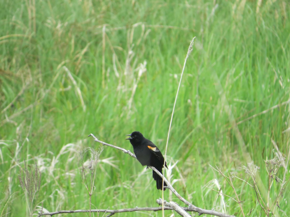 Red-winged Blackbird - ML620305349