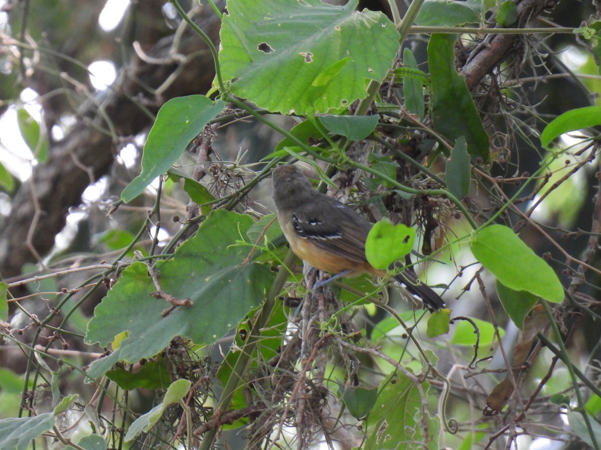 Variable Antshrike - ML620305355