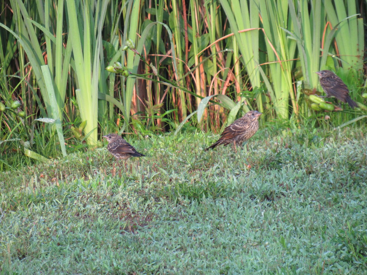 Red-winged Blackbird - ML620305365