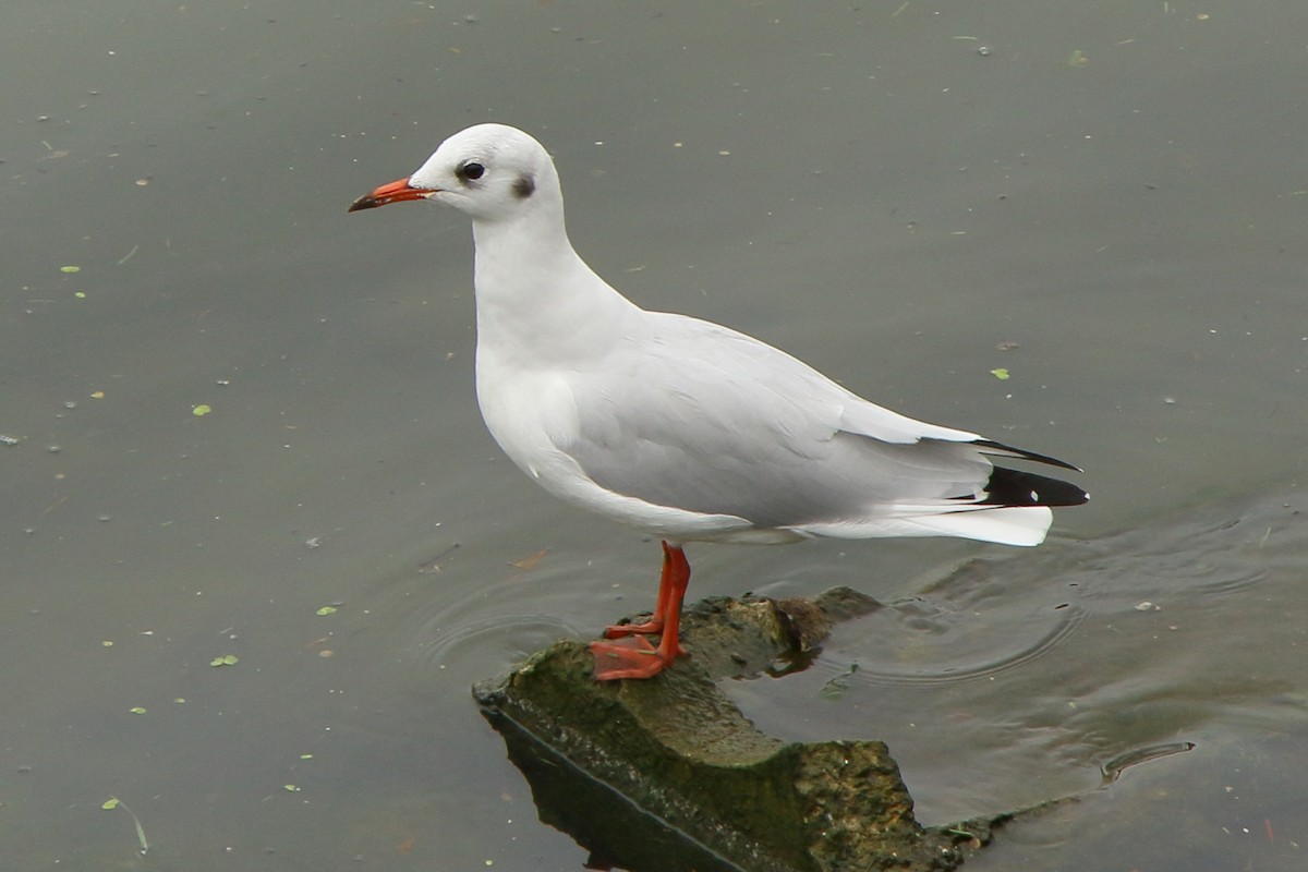 Mouette rieuse - ML620305369