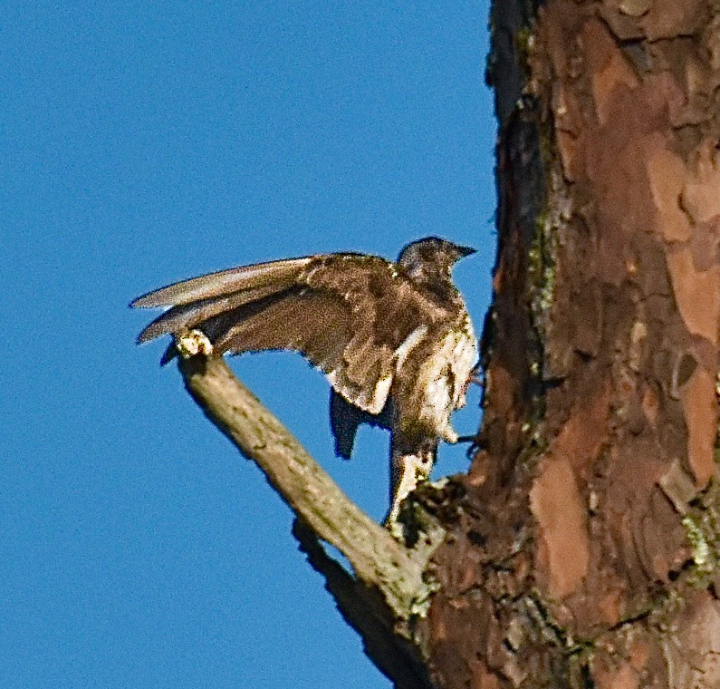 Purple Martin - ML620305372