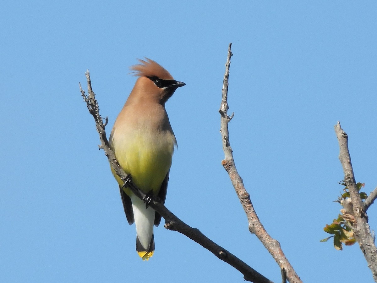 Cedar Waxwing - Bill Nolting