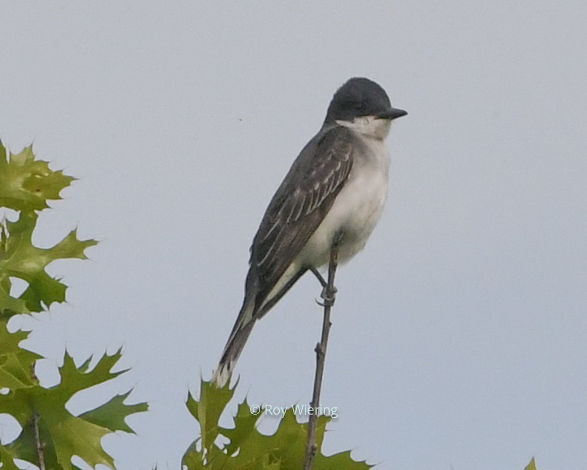 Eastern Kingbird - ML620305382