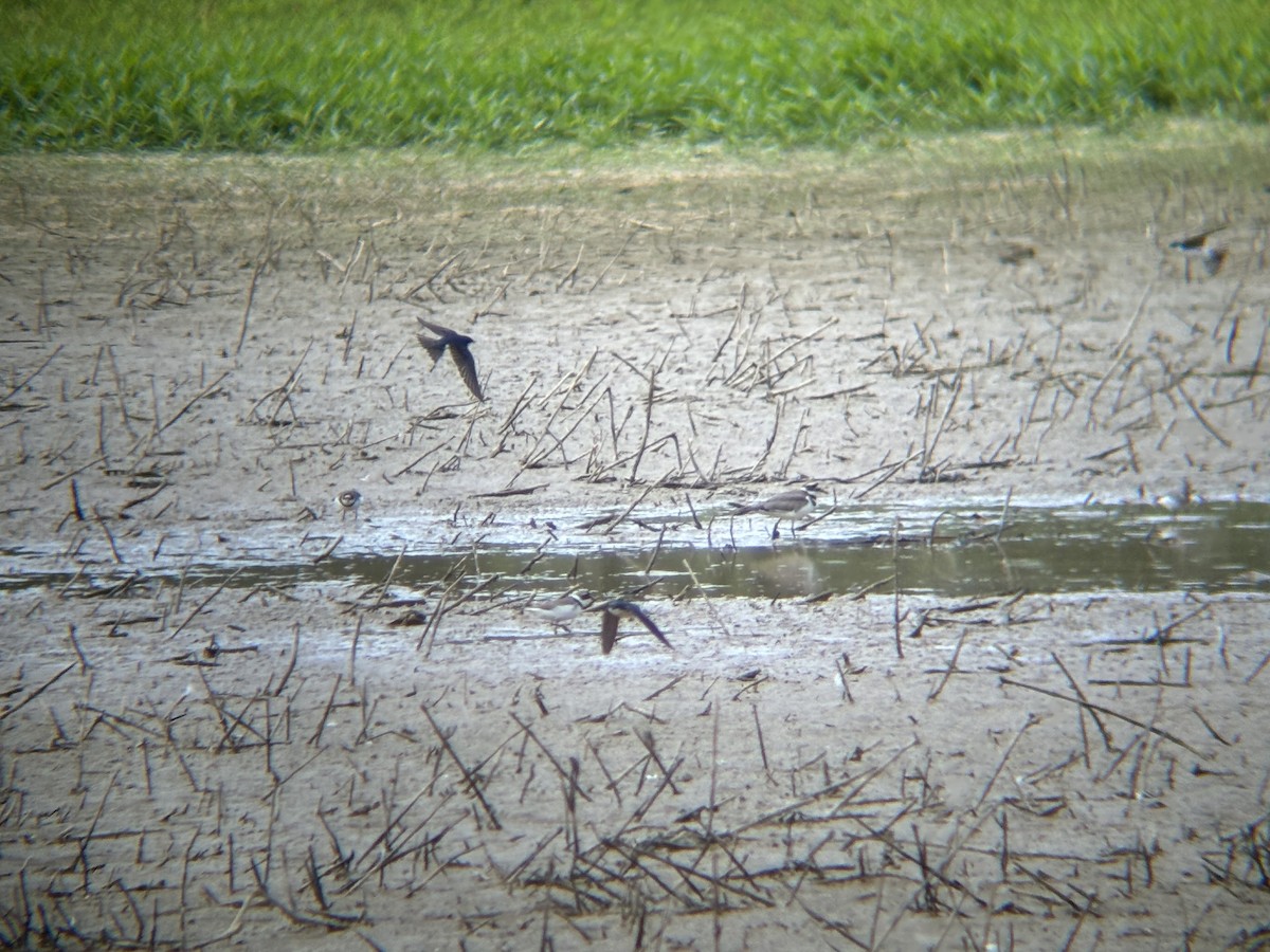 Barn Swallow - ML620305383