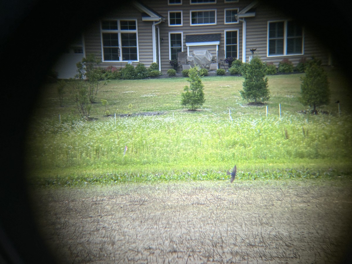 Barn Swallow - ML620305385