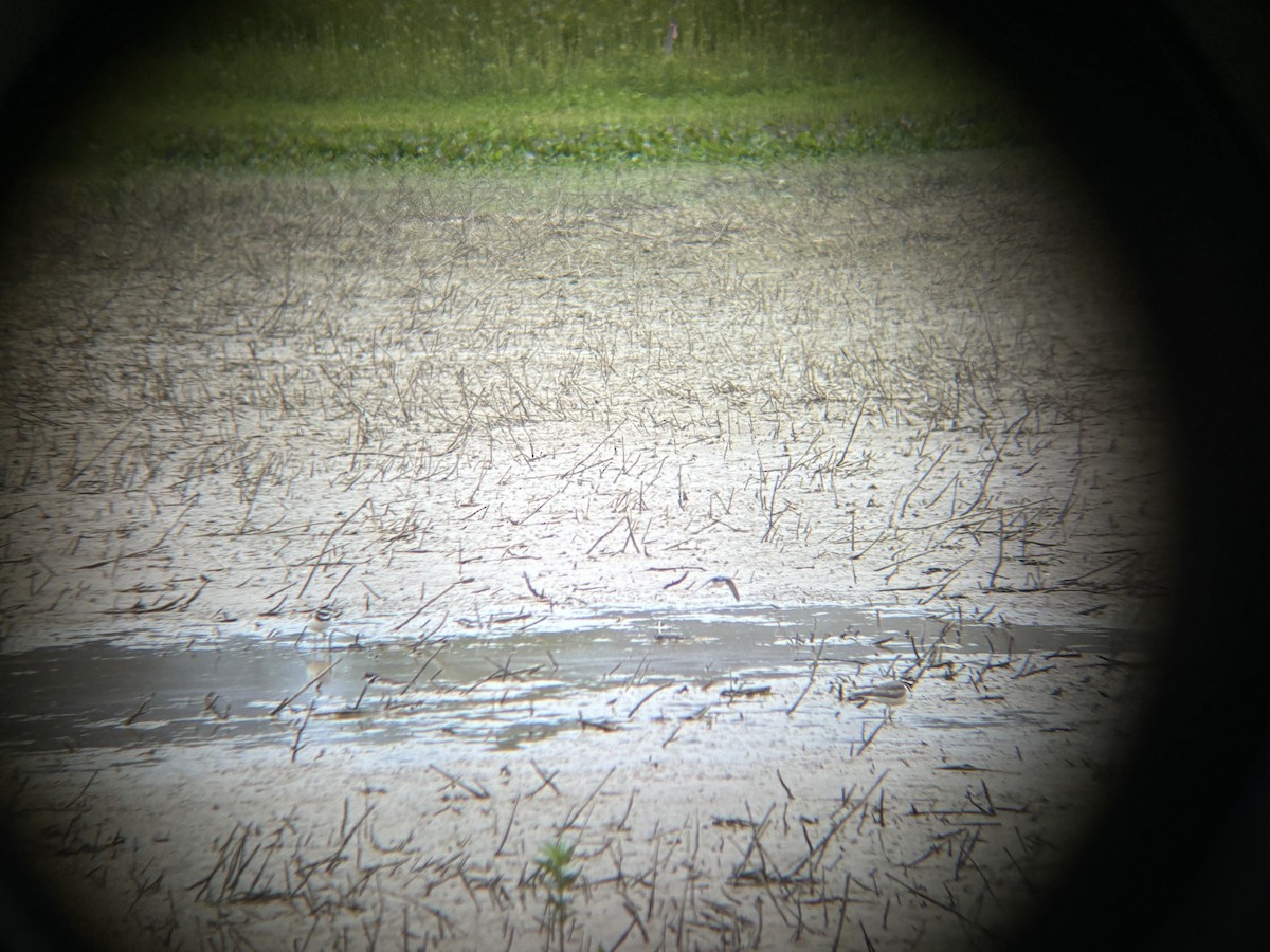 Barn Swallow - ML620305386