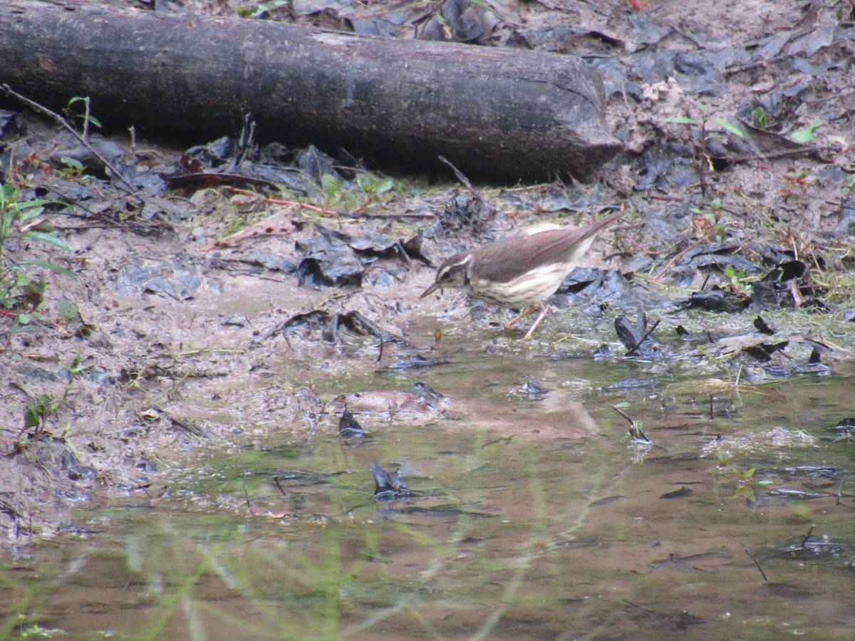 Louisiana Waterthrush - ML620305387