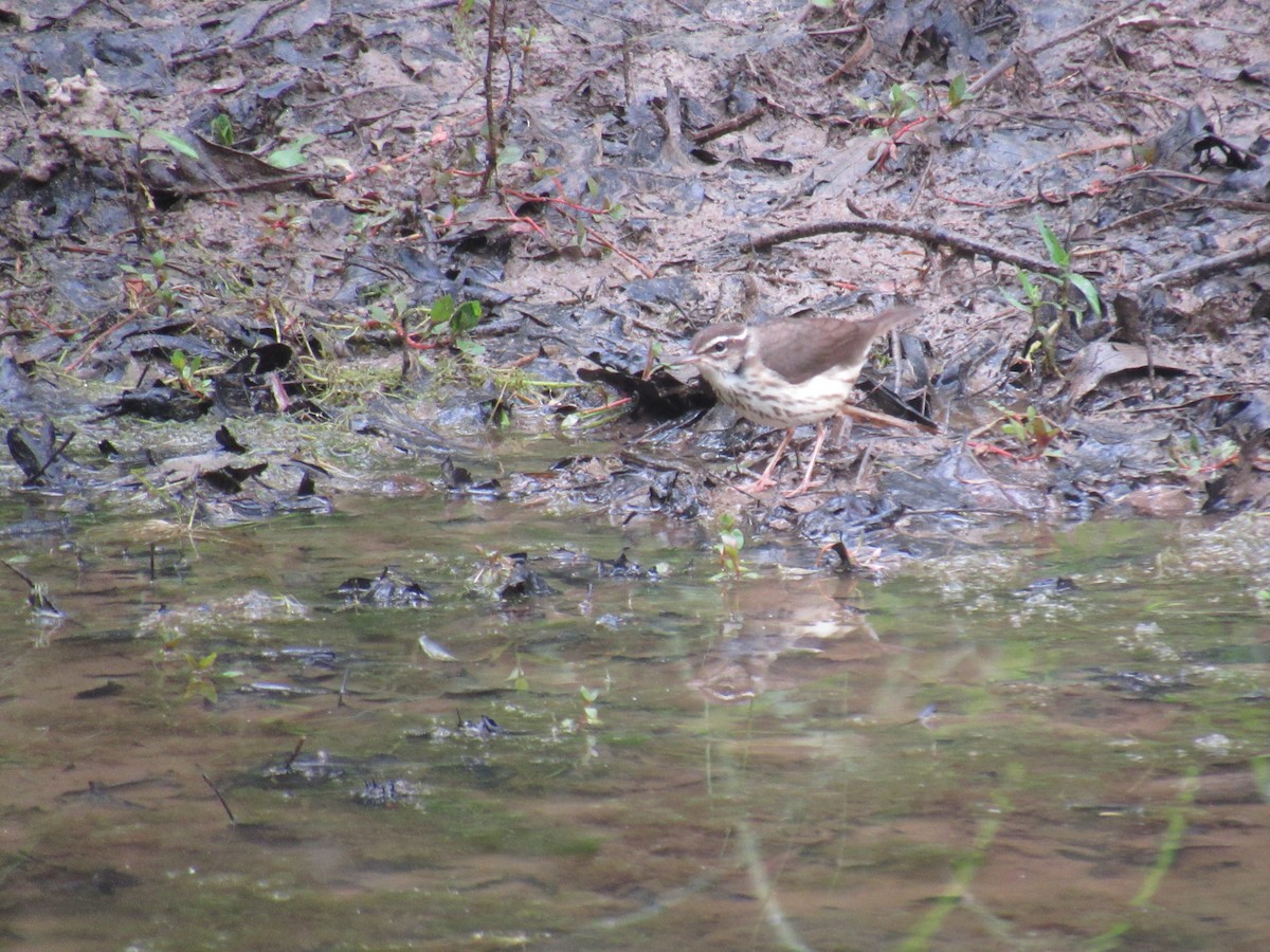 Louisiana Waterthrush - ML620305388