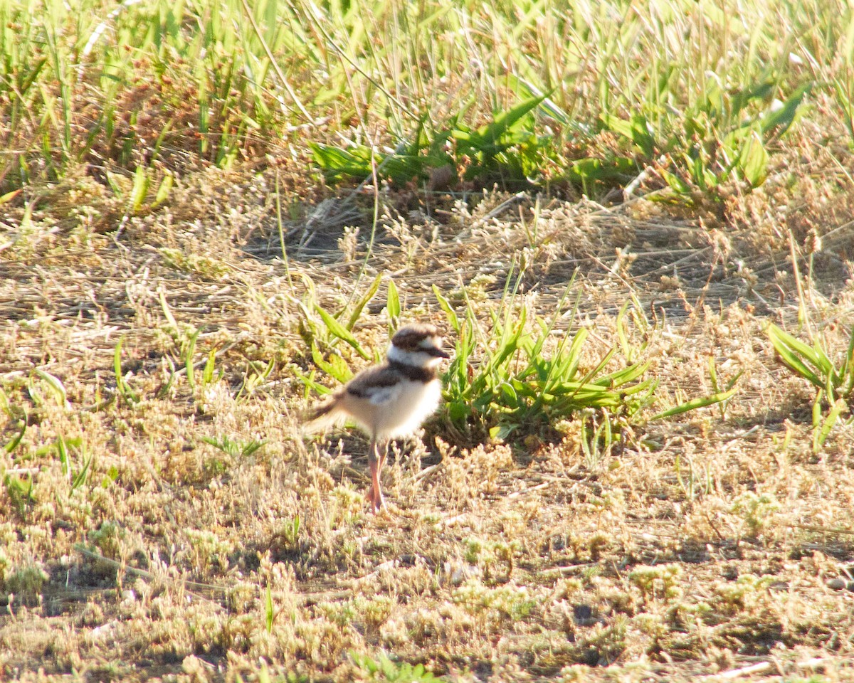 Killdeer - ML620305390