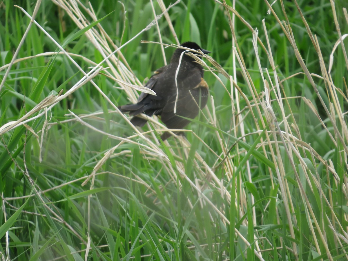 Red-winged Blackbird - ML620305391