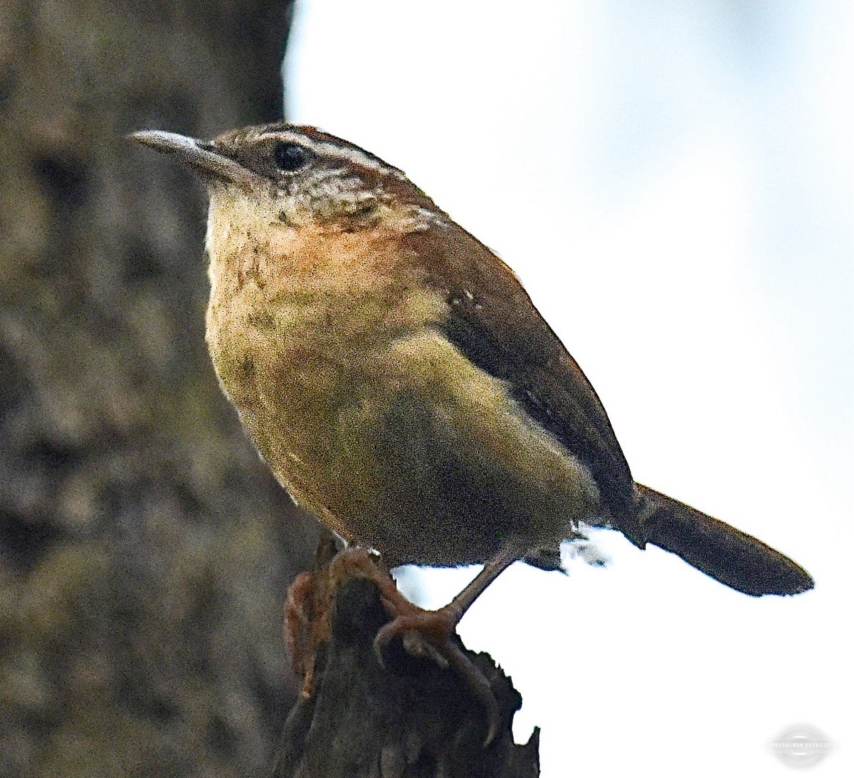 Carolina Wren - ML620305392