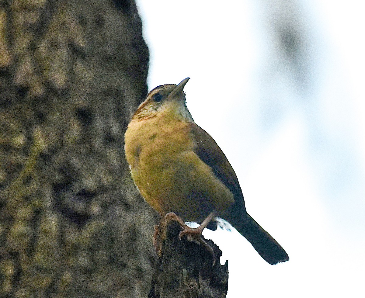 Carolina Wren - ML620305395