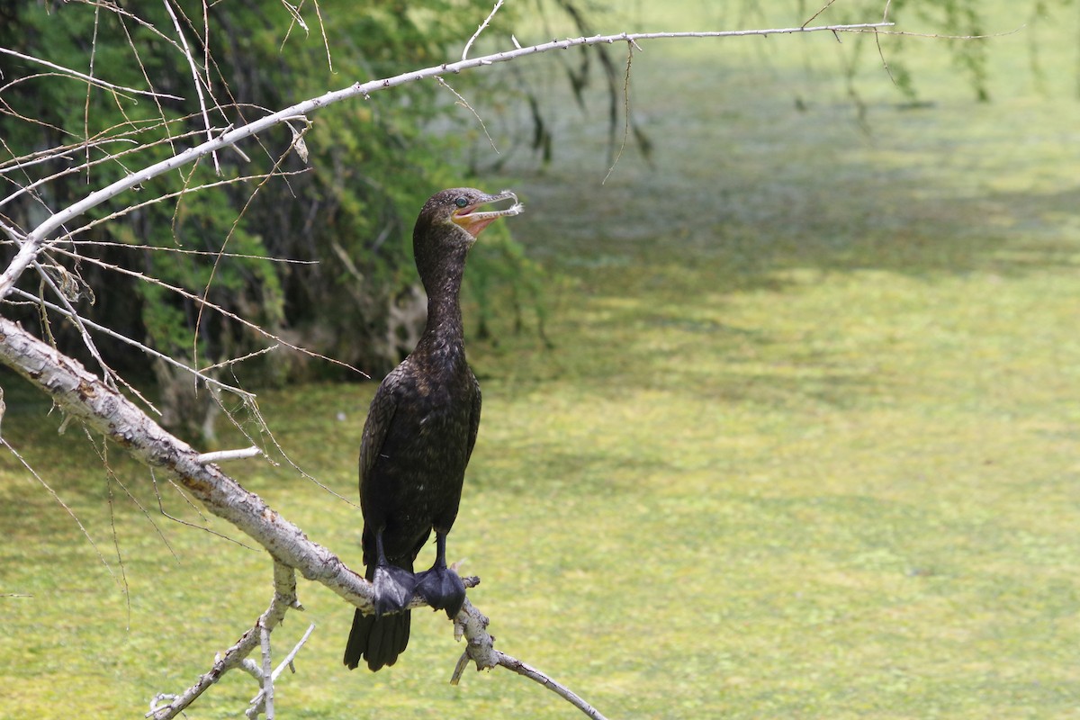 Neotropic Cormorant - Alex Patia