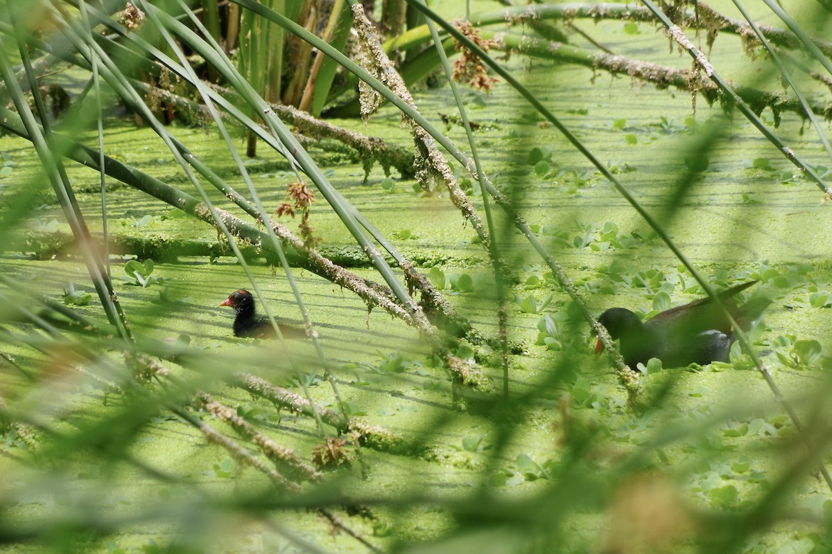 Common Gallinule - ML620305397