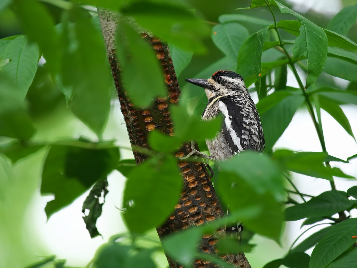 Yellow-bellied Sapsucker - ML620305399