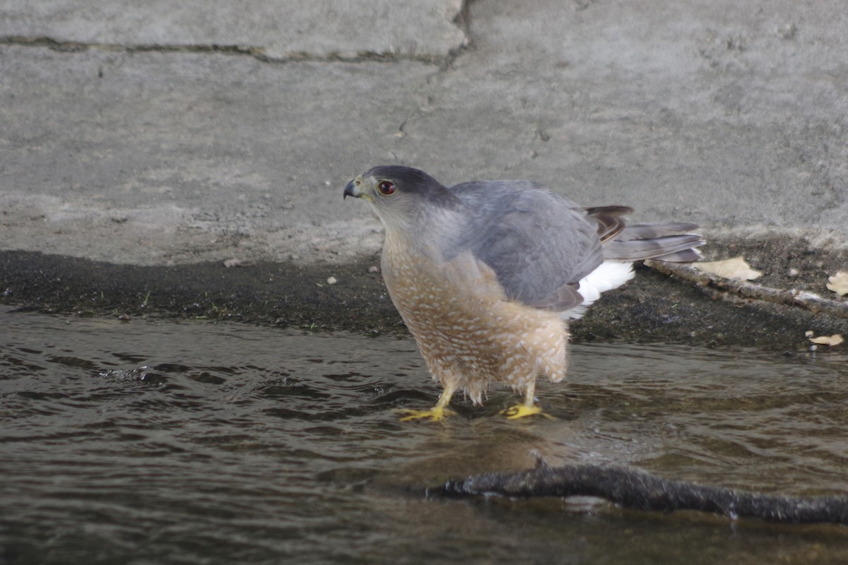 Cooper's Hawk - Alex Patia