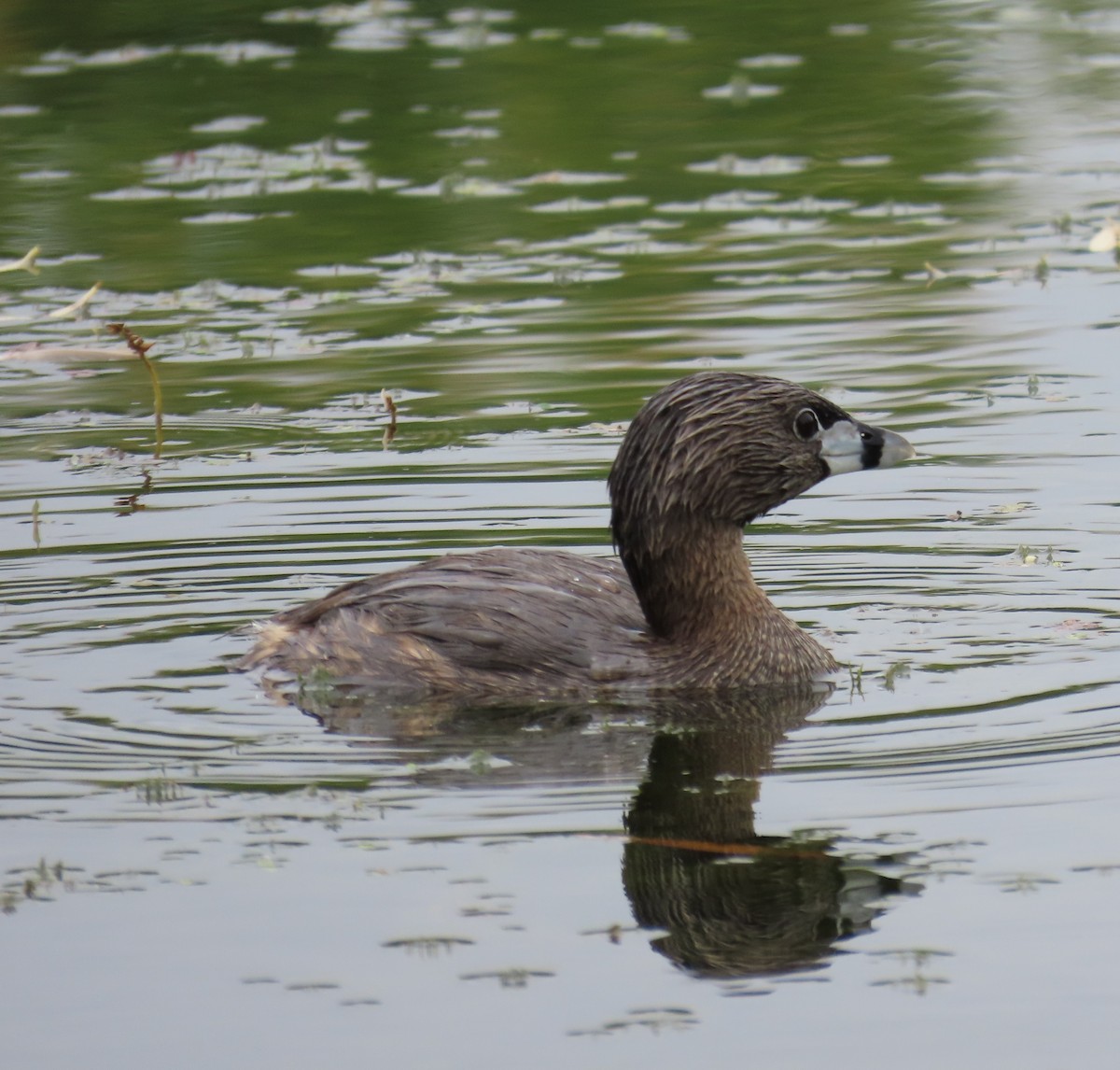 Pied-billed Grebe - ML620305404