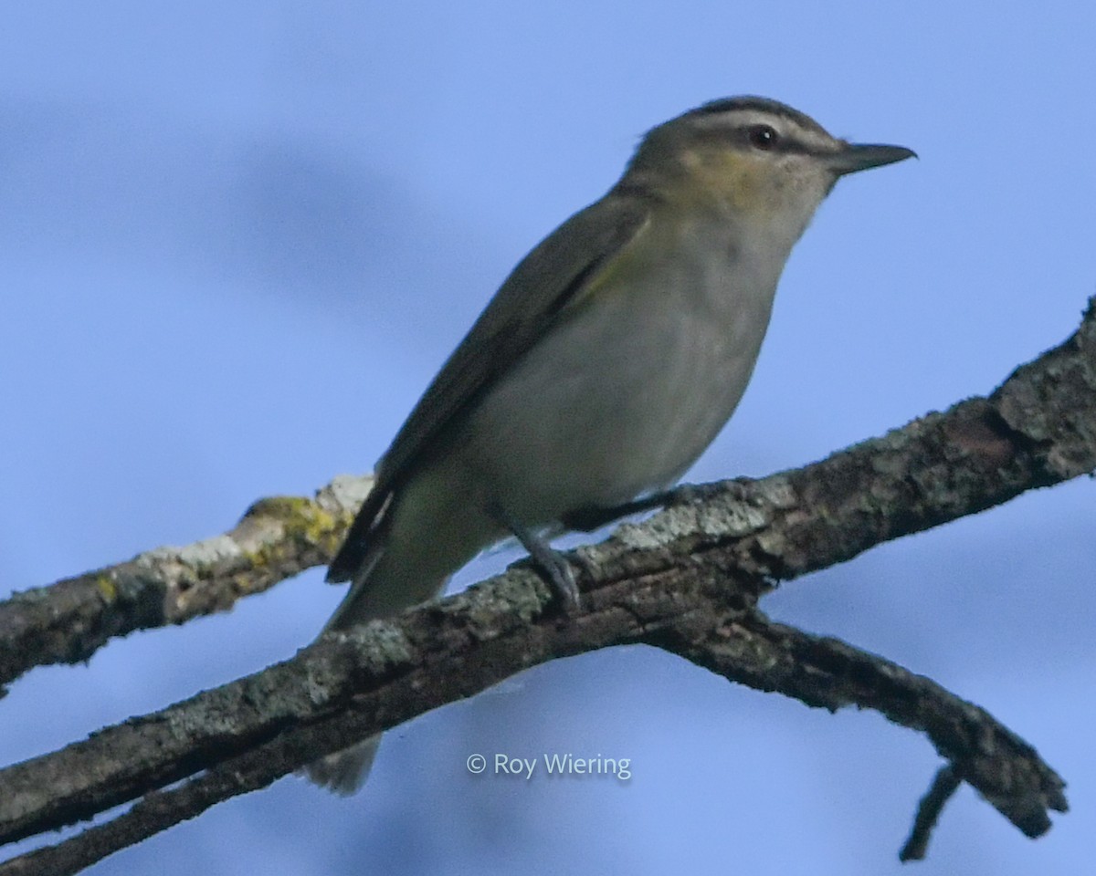 Red-eyed Vireo - ML620305406