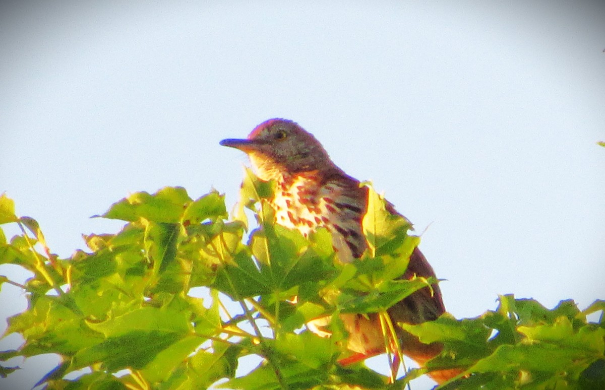 Brown Thrasher - ML620305409