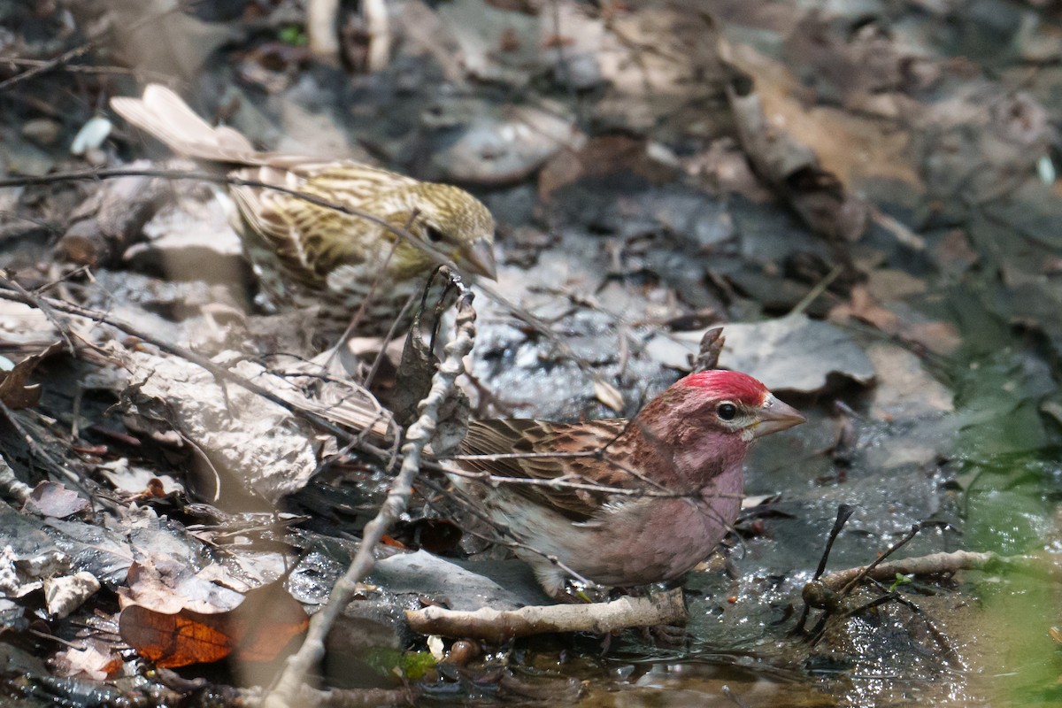 Cassin's Finch - ML620305421